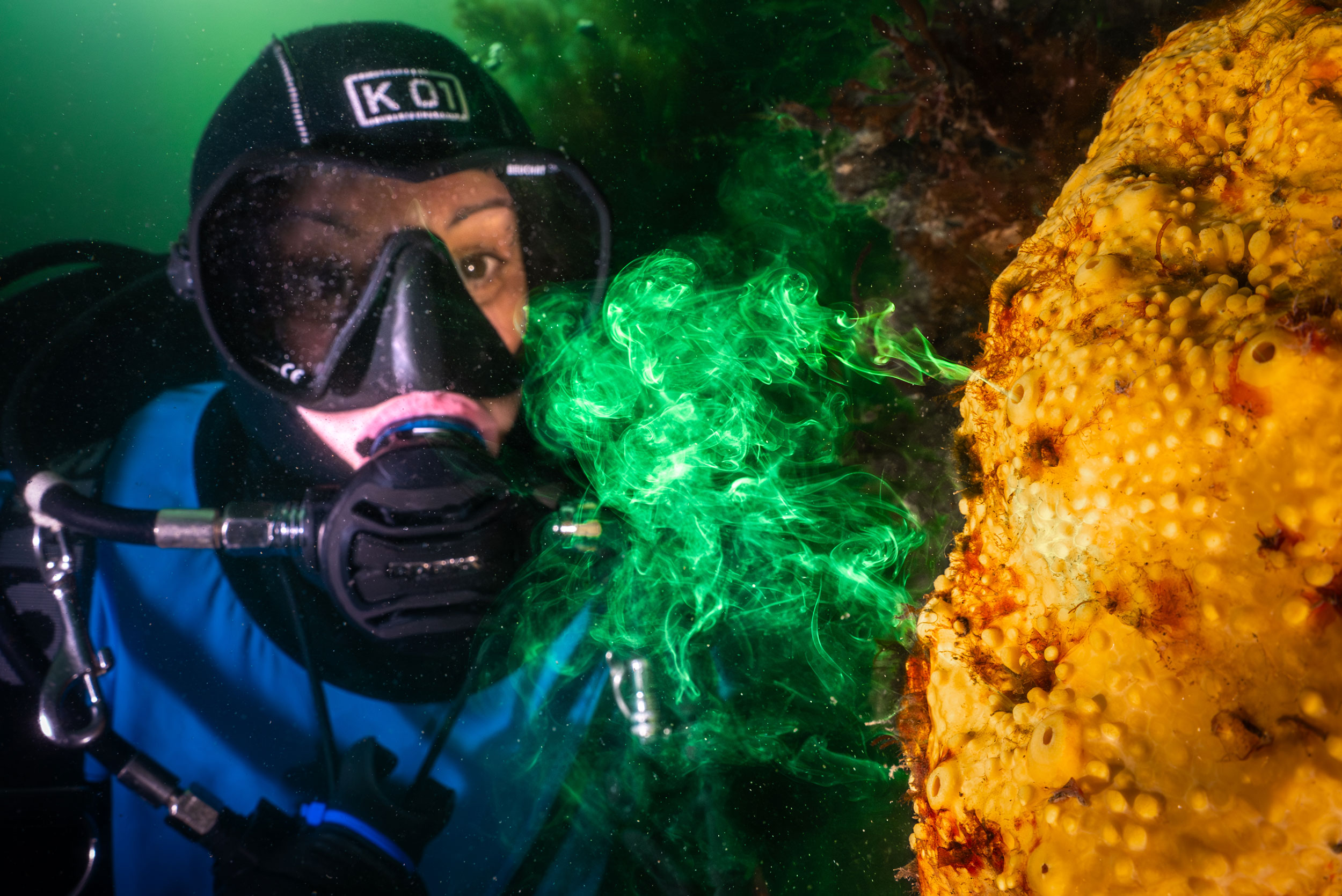 Underwater diving, Marine biology, Divemaster, Organism, Goggles