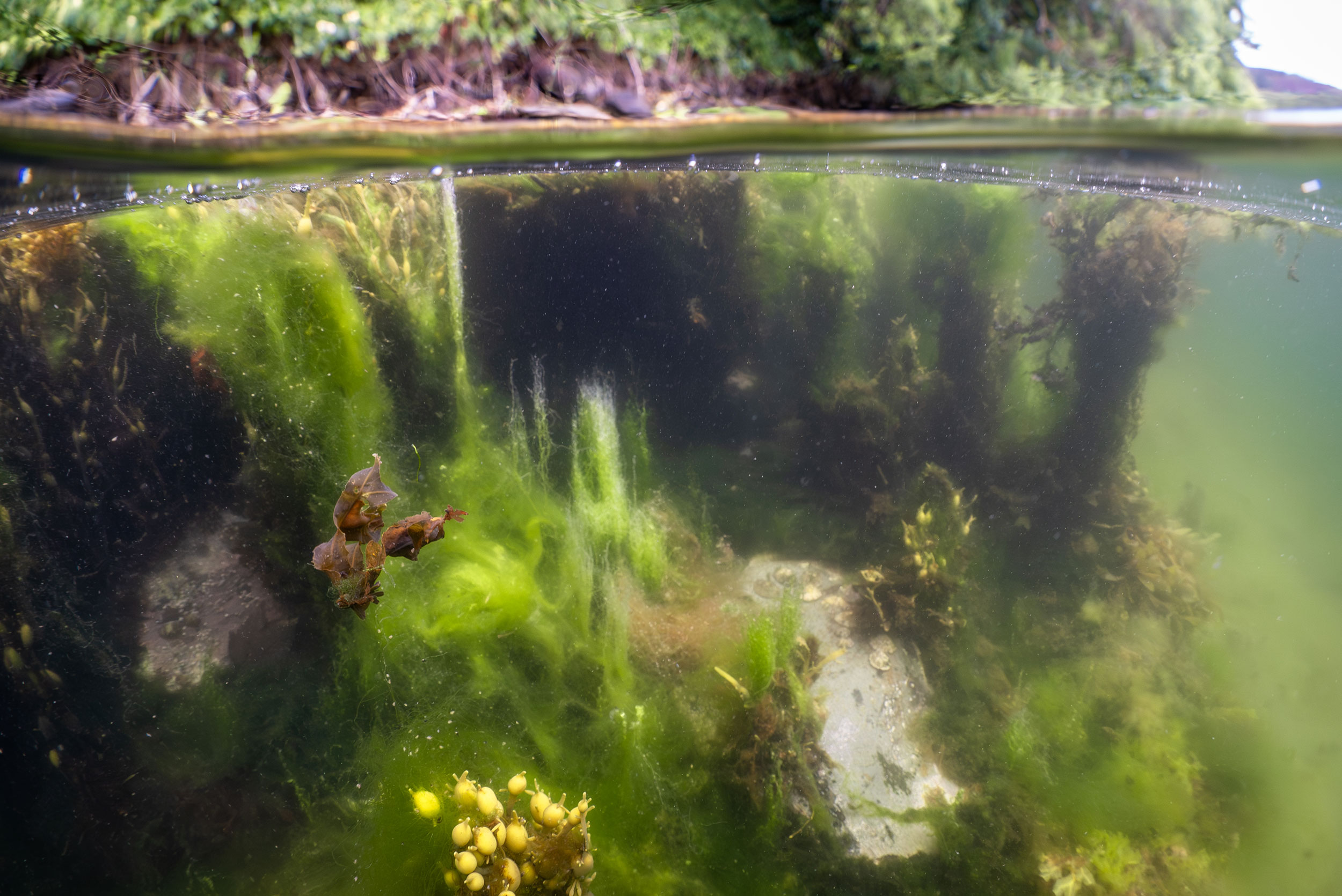 Water resources, Natural environment, Green, Plant, Organism, Watercourse, Vegetation, Sunlight