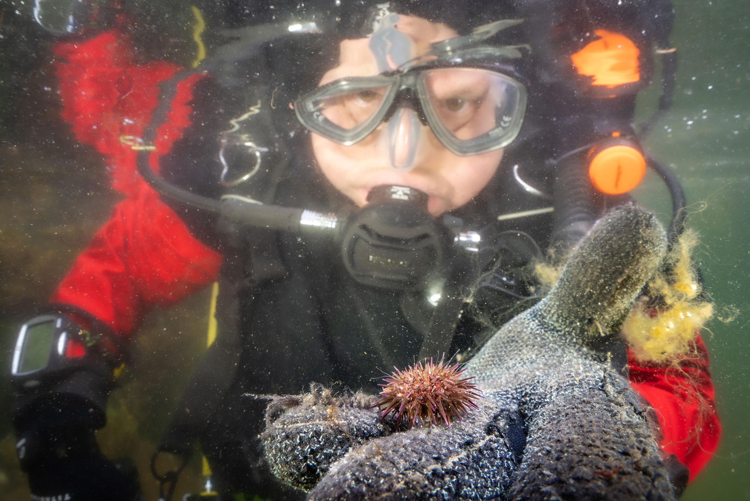 Underwater diving, Water, Divemaster, Vertebrate, Fluid, Organism