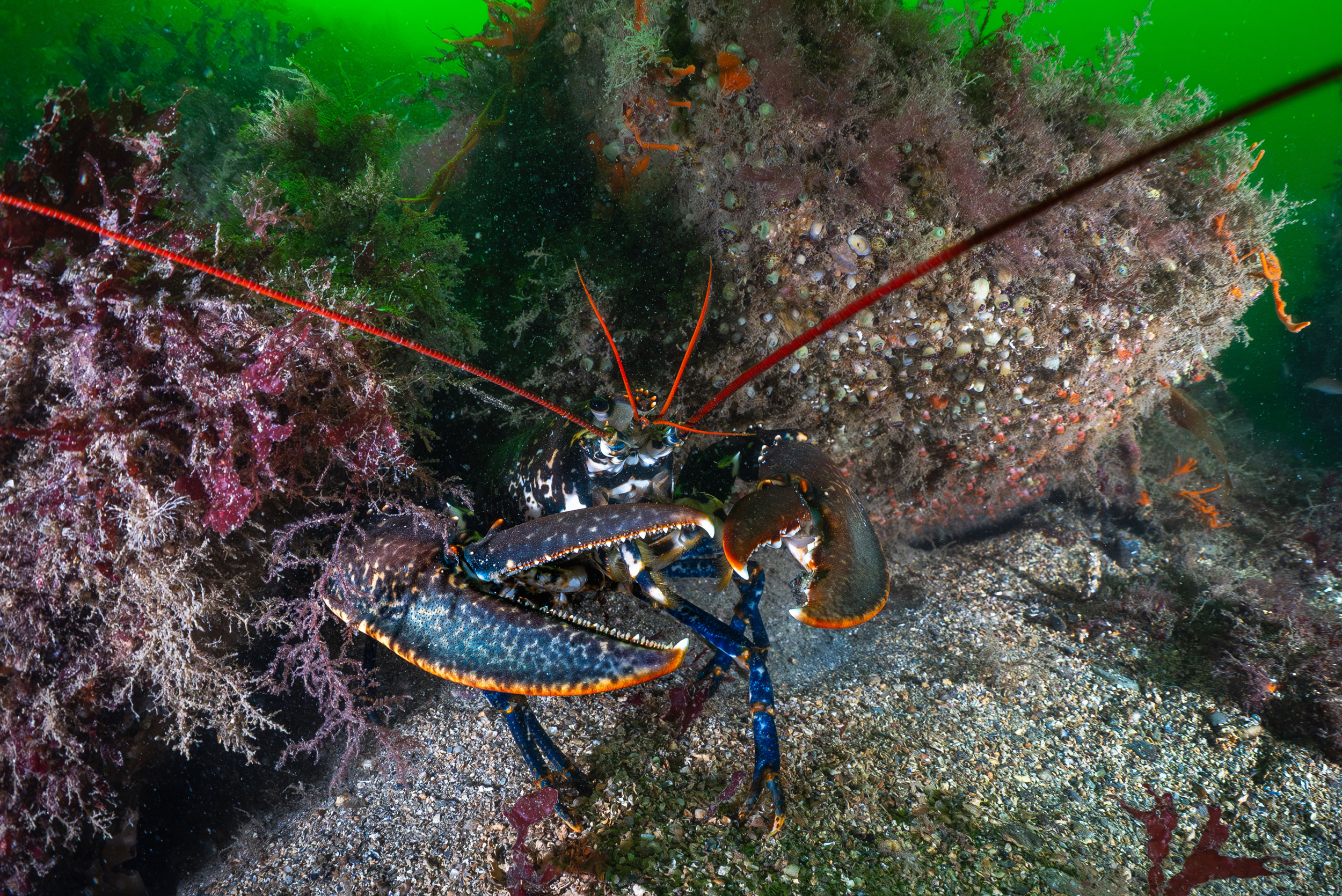 Terrestrial plant, Arthropod, Organism, Insect, Underwater